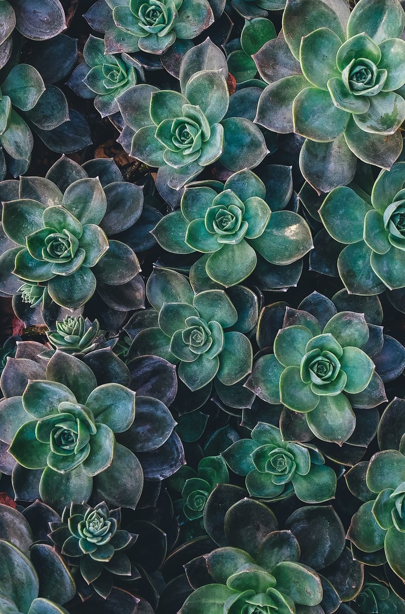 Picture Frame Succulent Garden